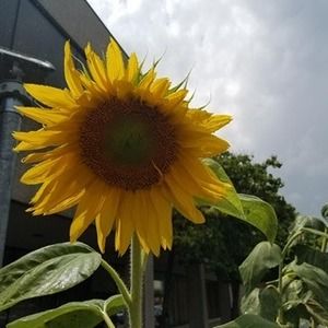 Meet your Posher, Troy